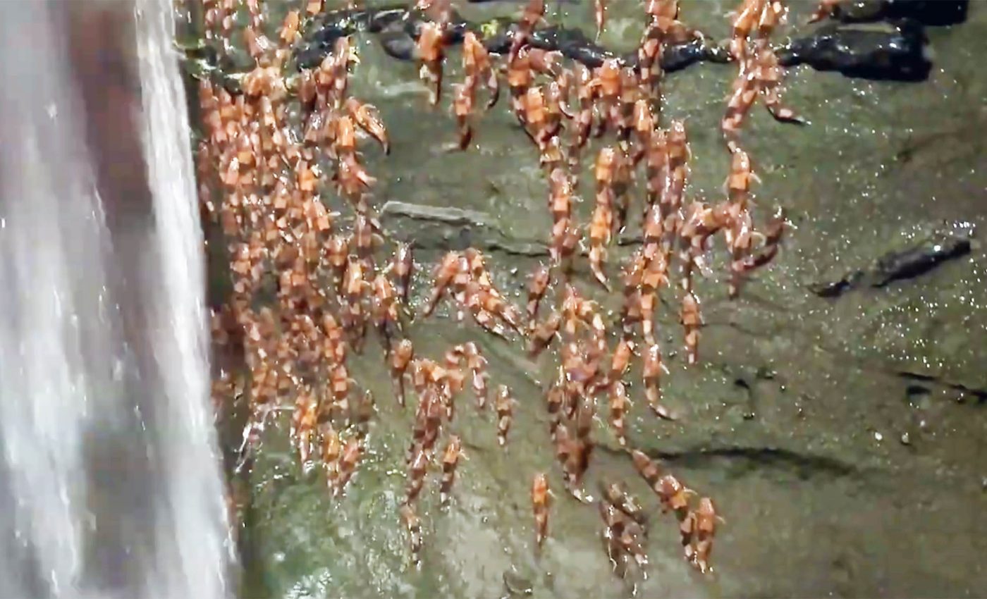 Scientists capture video of rare fish species 'climbing' Brazilian waterfalls