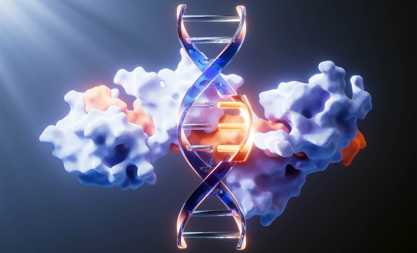 Called the 'DREAM complex,' these proteins may determine how fast humans age