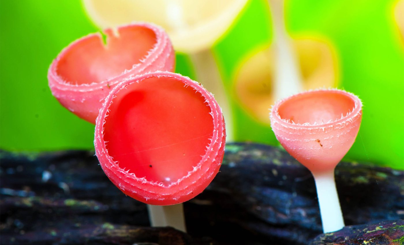 Fungi ruled Earth for eons before plants set their roots on land