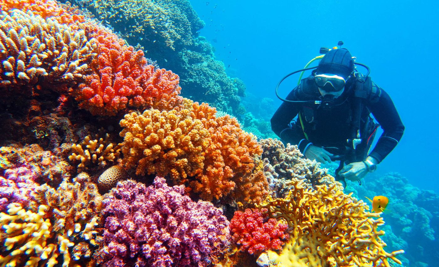 Corals fine-tune their chemistry to survive in today's acidic seas