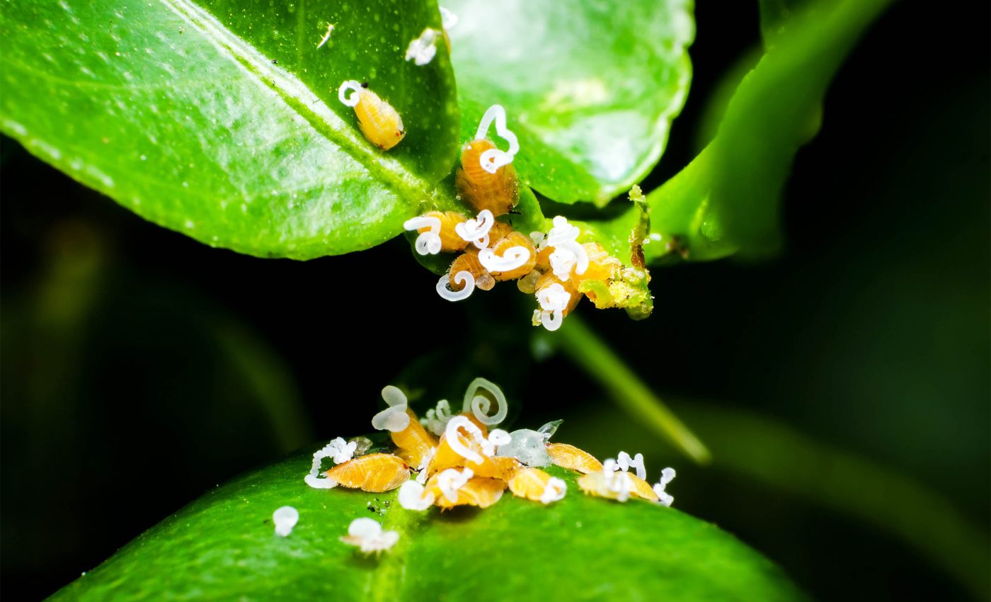 Never-before-seen structure found inside a living organism has scientists baffled