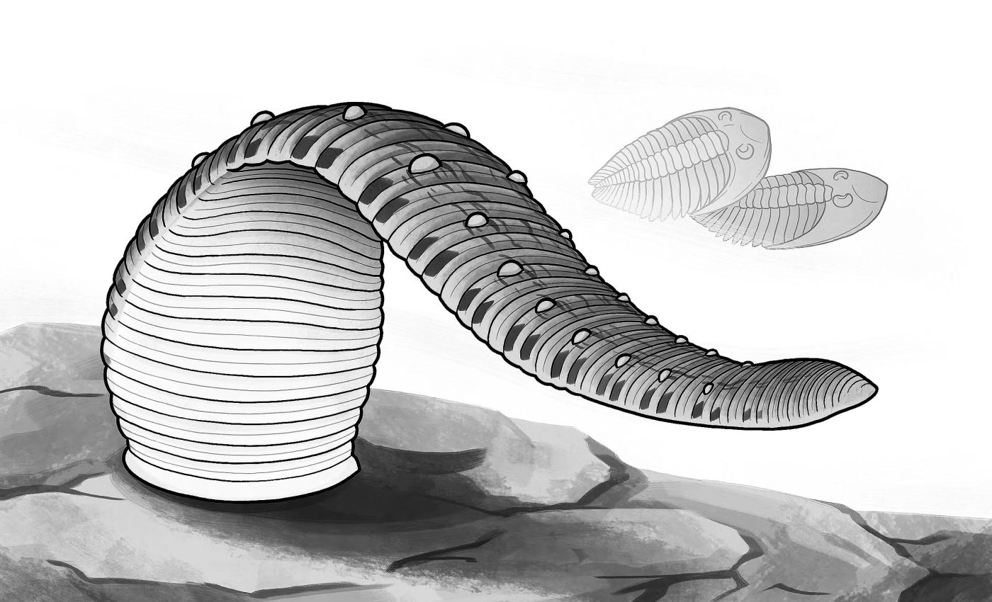 Fossil discovery shows that Earth's first leeches were not blood suckers