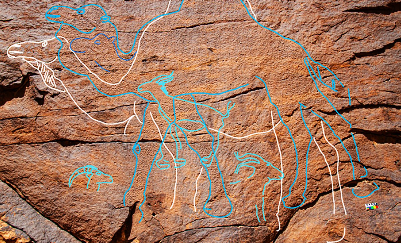 Camels drawn on rocks pointed the way to ancient Arabian watering holes