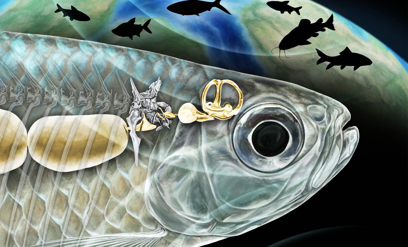 Tiny fossilized ear bones rewrite the story of fish evolution in North America