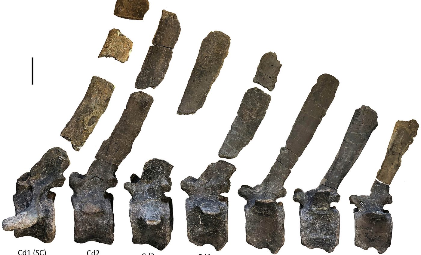 New dinosaur has a strange and still unexplained 'ornate sail' on its back