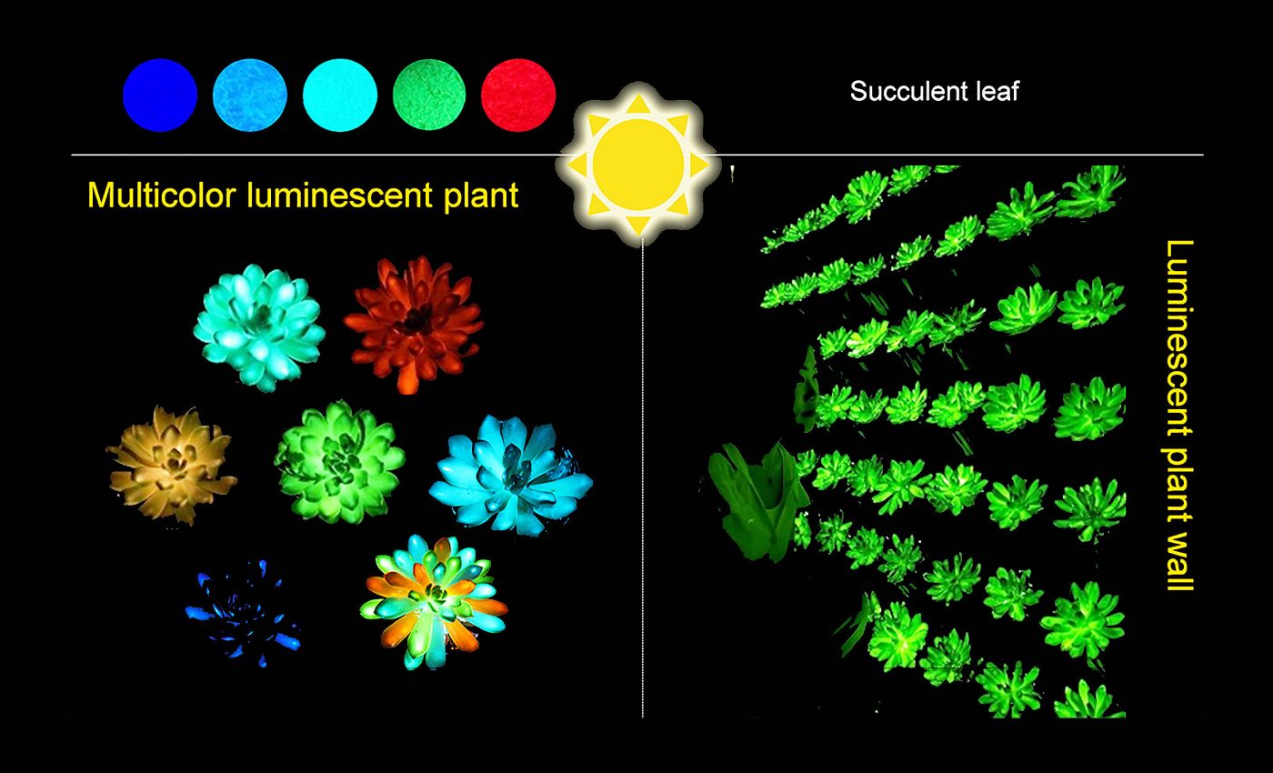 Scientists create plants that glow very brightly and 'recharge' in minutes