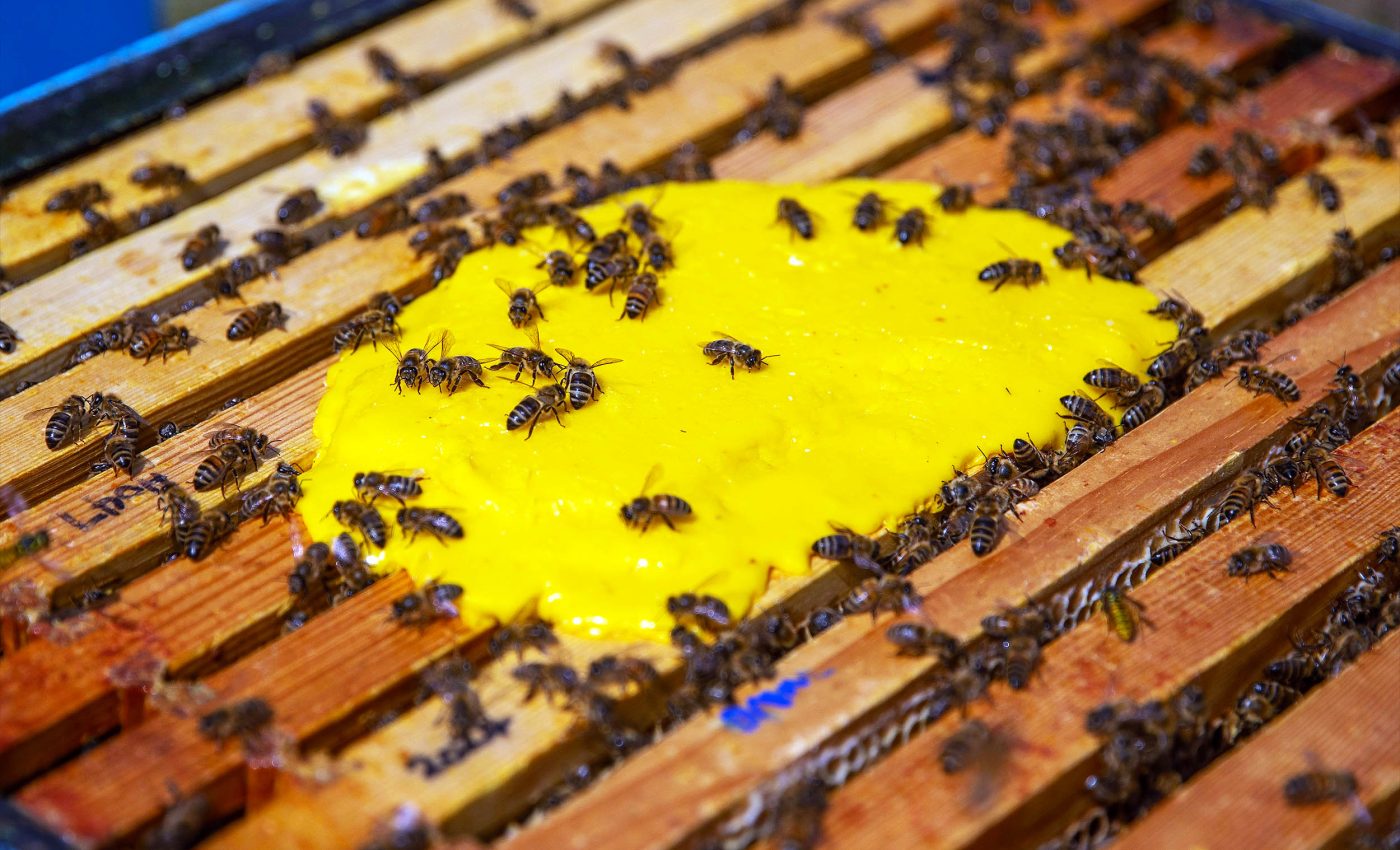 Save the honeybees, save the world - this new 'superfood' has a good chance to do both