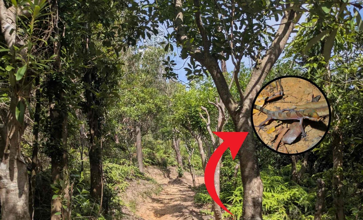 New species of gecko with curved fingers discovered in a dense forest