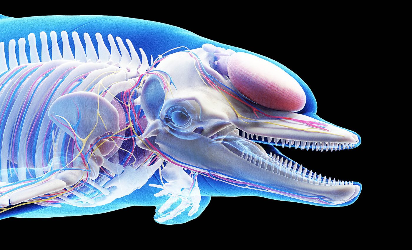 Dolphins around the world are showing signs of Alzheimer's-like brain disease