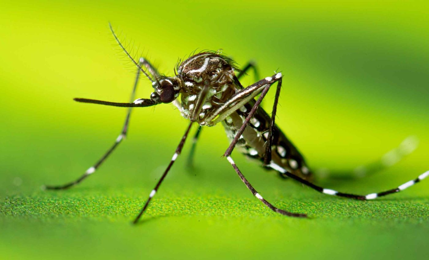 Health officials issue warning over deadly insect-borne tropical virus that has now reached cities