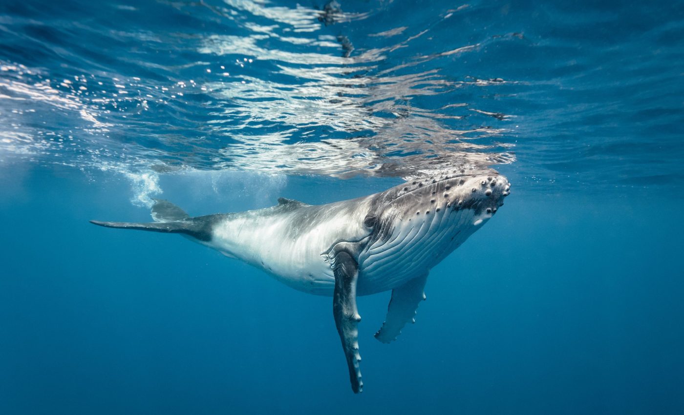 Baby whales need massive amounts of energy to survive