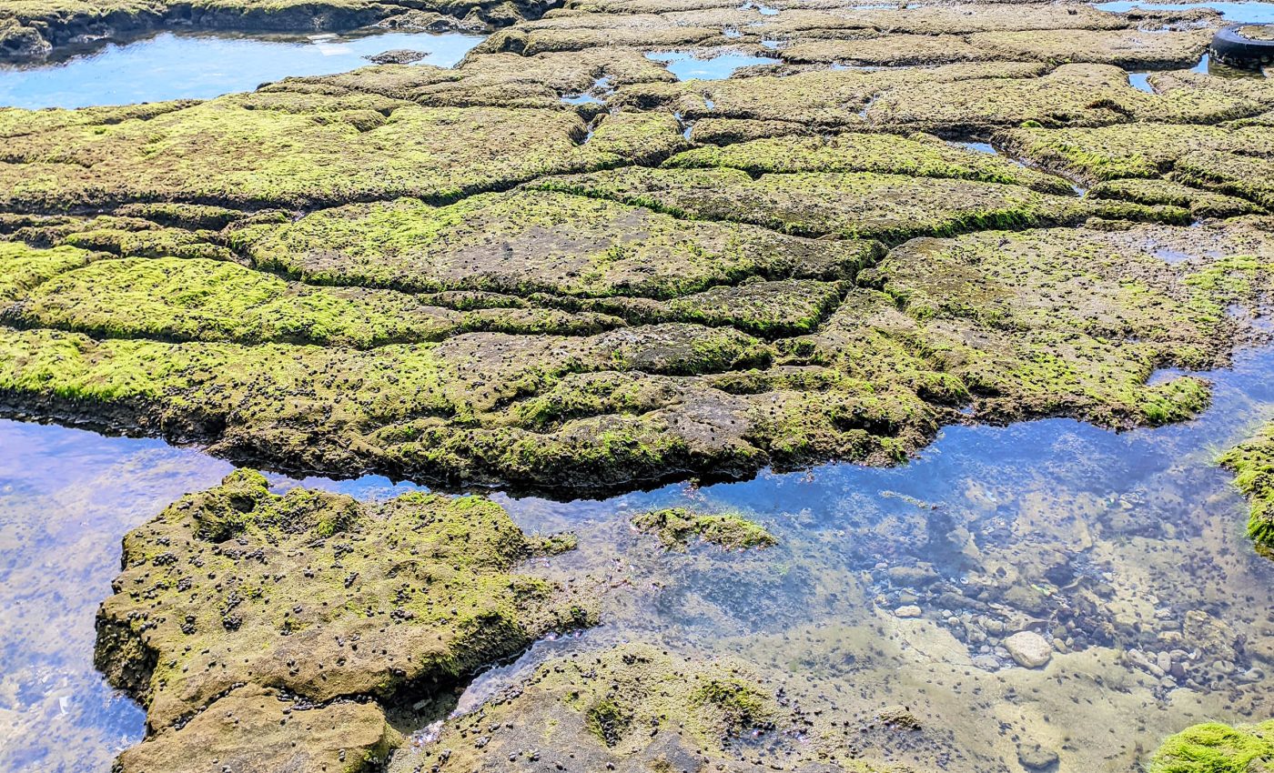 Ancient microbes wake up after being frozen in Arctic permafrost for 40,000 years