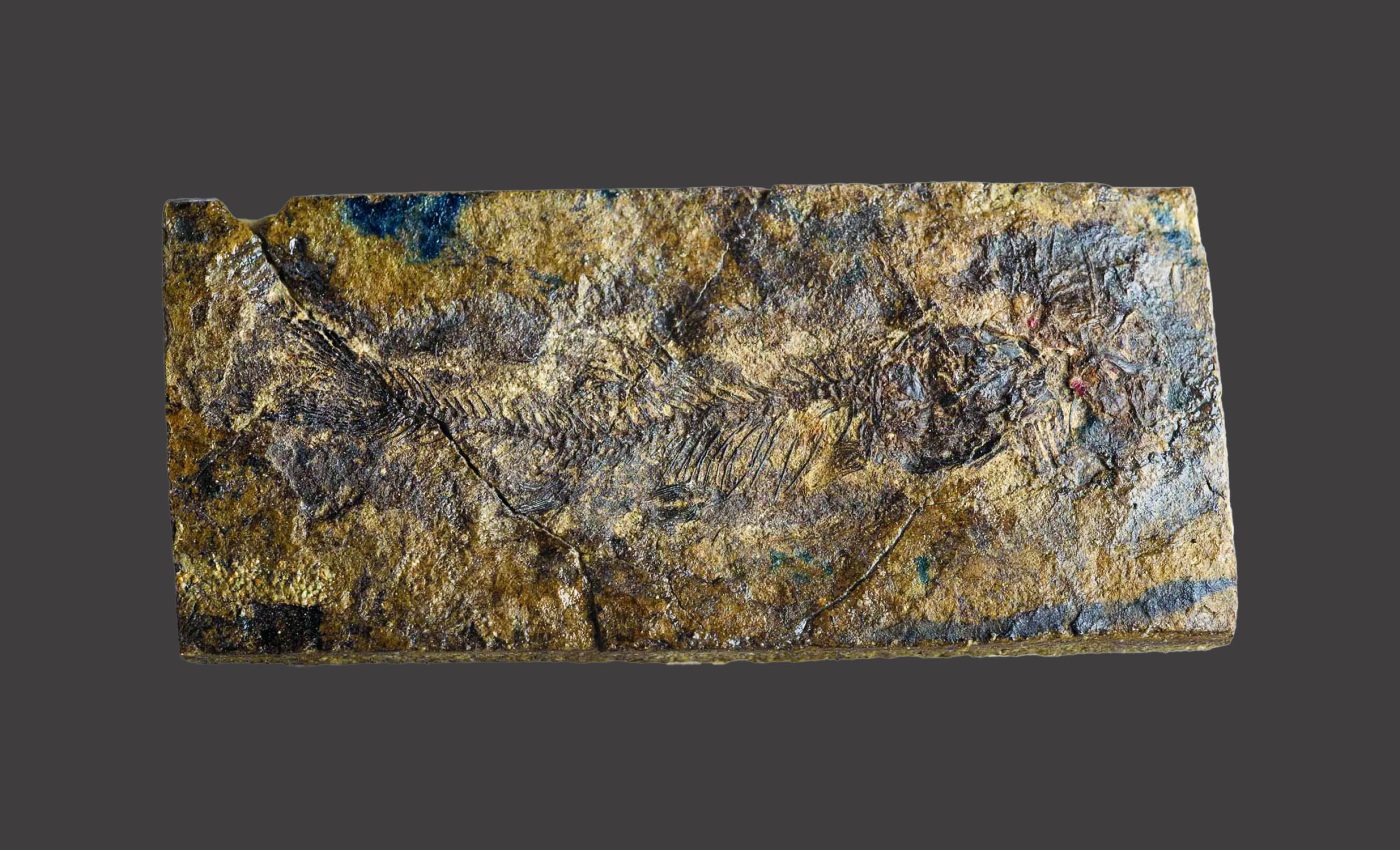 Freshwater fish learned to hear millions of years before rivers formed