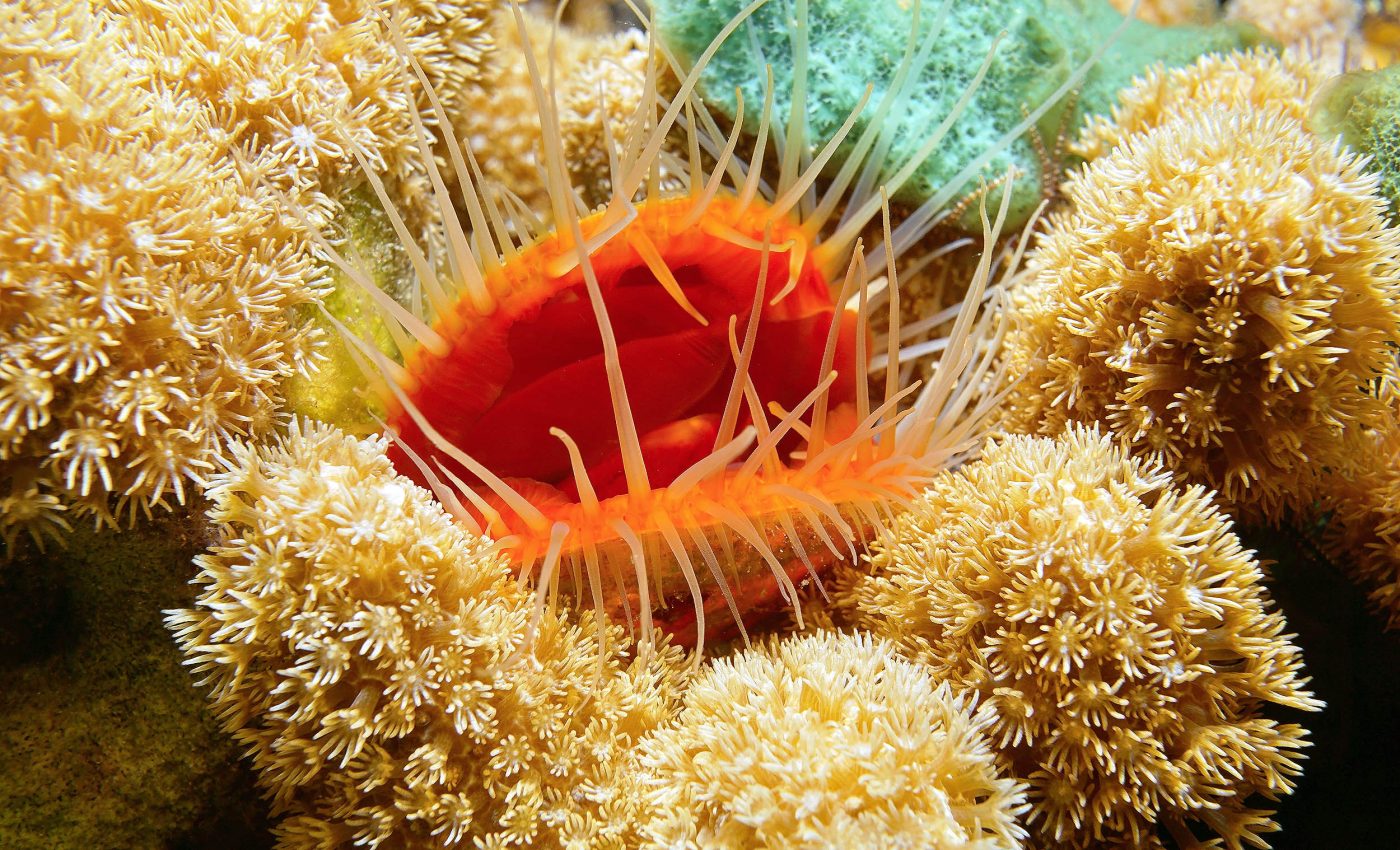 26-year study proves marine trawling restrictions actually work, bringing life back to the seas