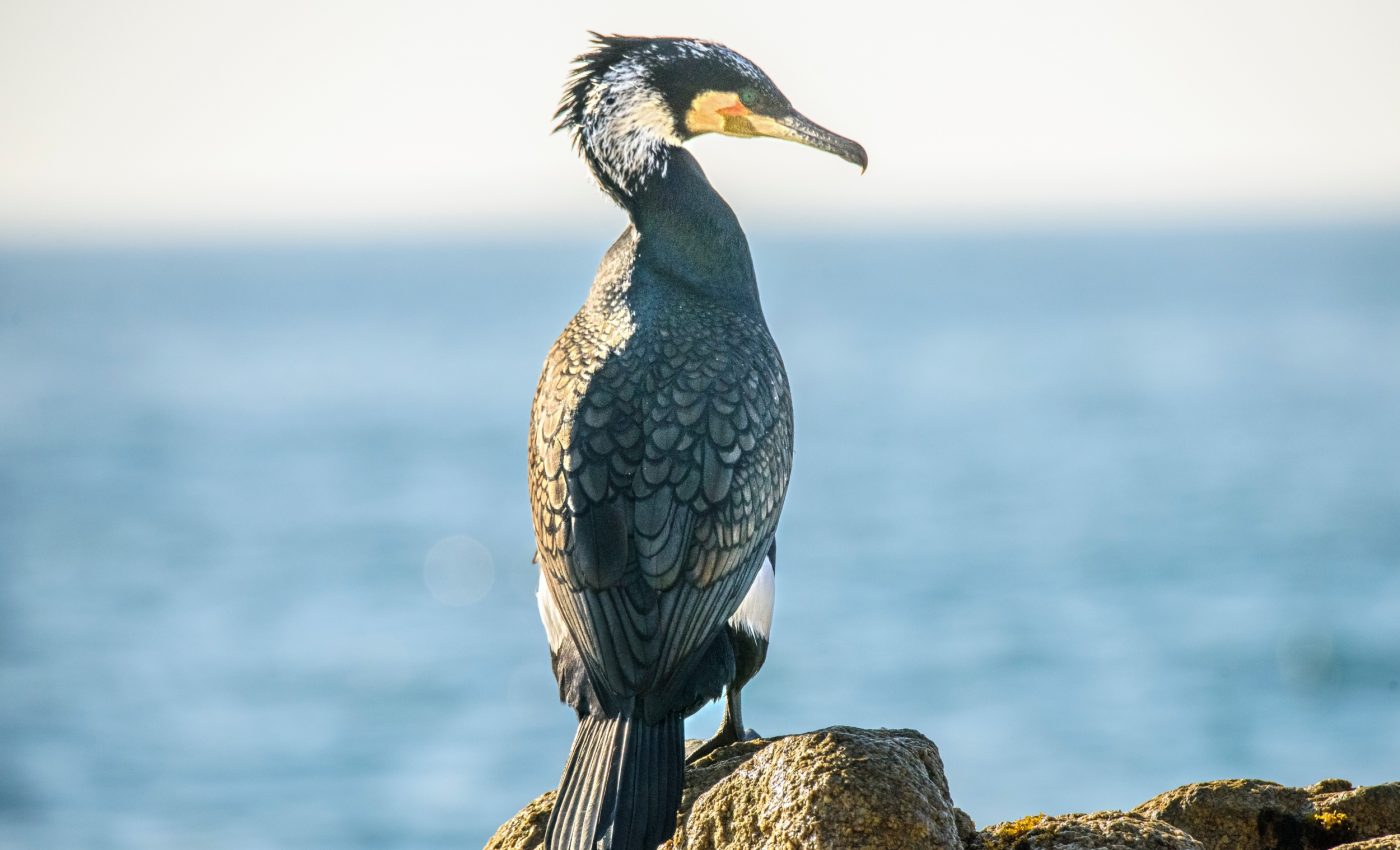 Bird population decline: Why conservation goals are missing the mark