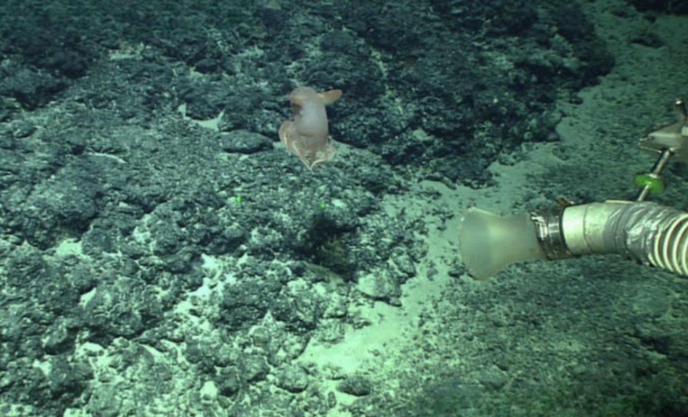 Biologists discover a new species of Dumbo octopus in the very deep Pacific