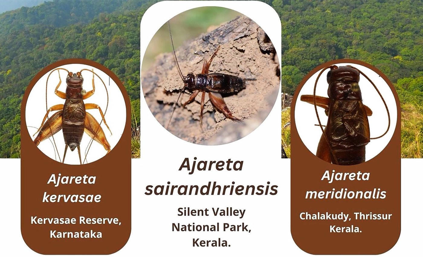 New cricket species sings at night and challenges beliefs about tropical ecosystems