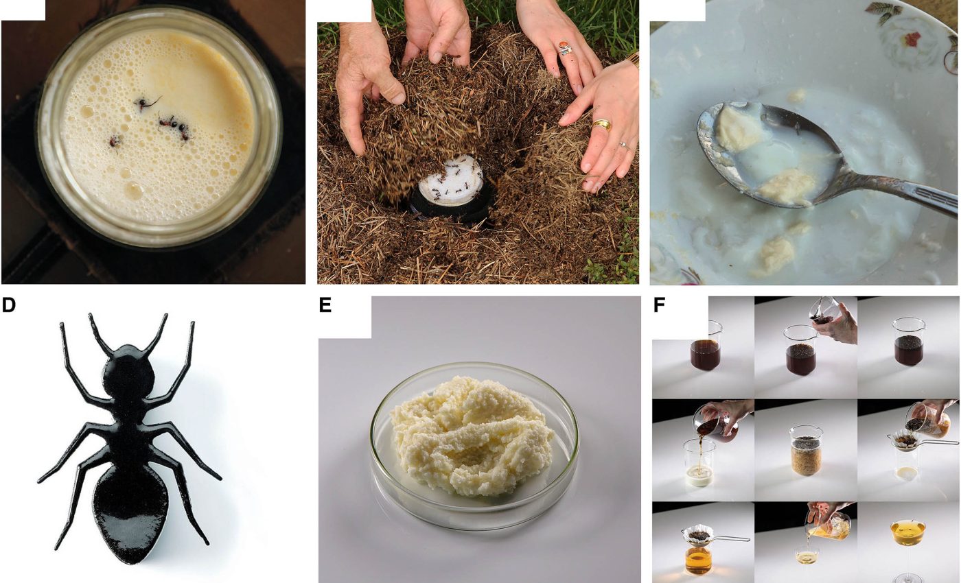 Ants in your yogurt? A long-lost recipe creates a healthier version of this traditional food