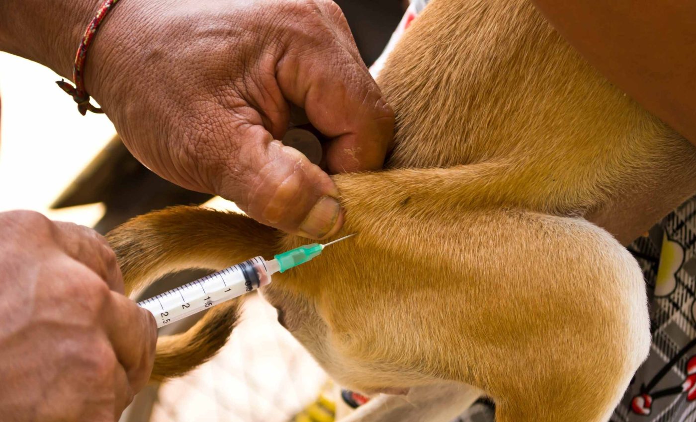 FDA approves an injection that protects dogs from fleas and ticks for a whole year