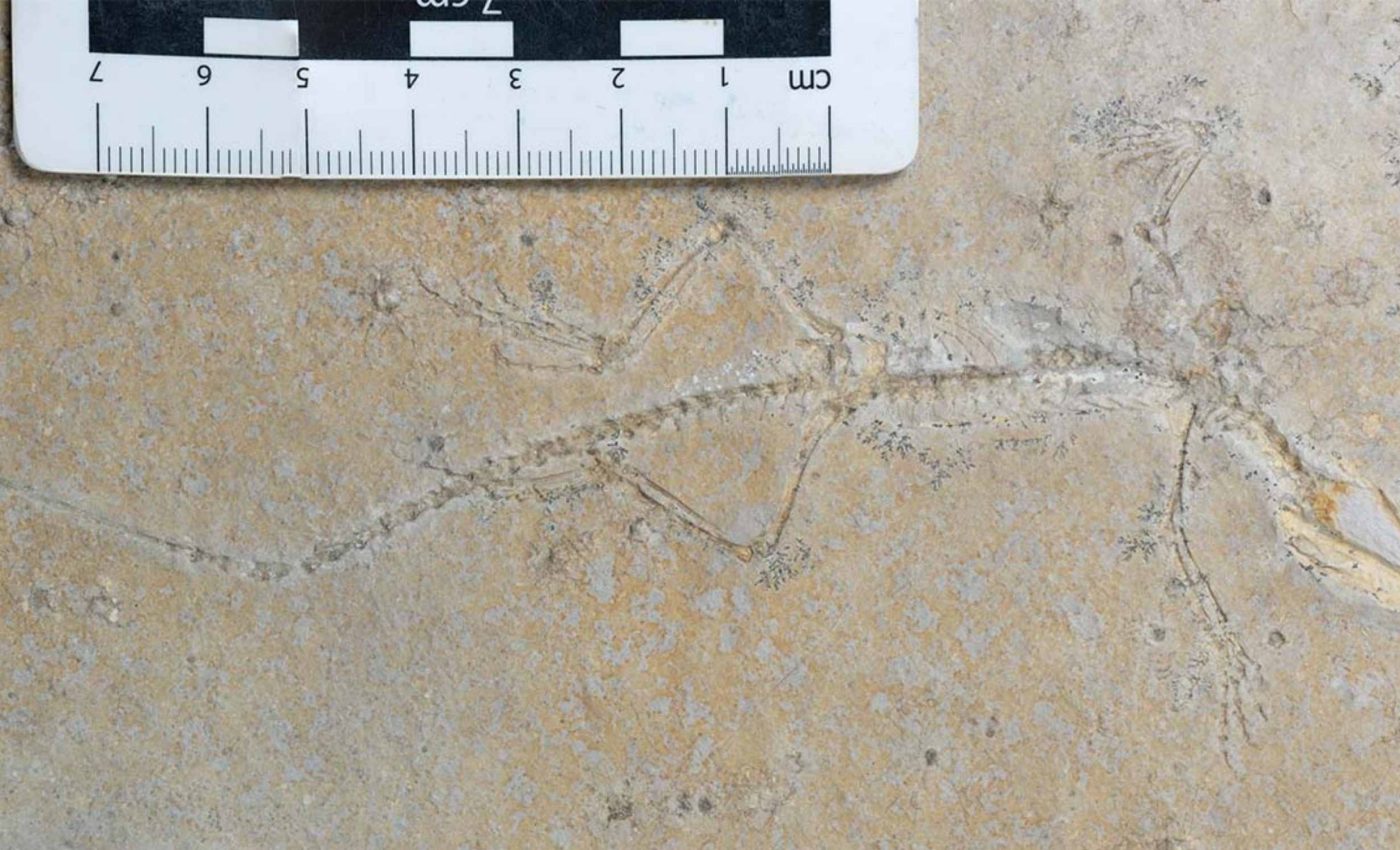 New species discovered when two halves of a fossil were rejoined after decades of separation