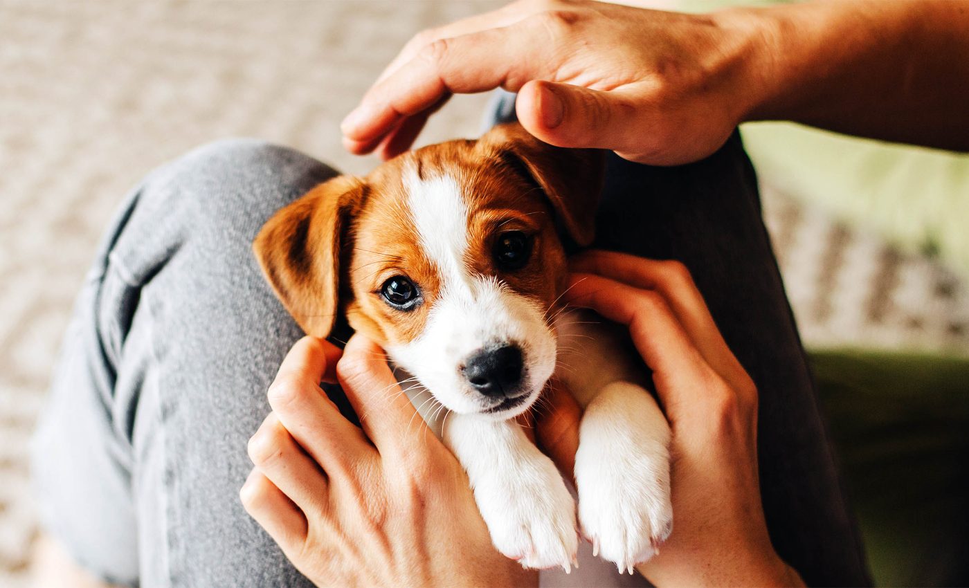 Dog behavior is shaped by life experiences when they are puppies