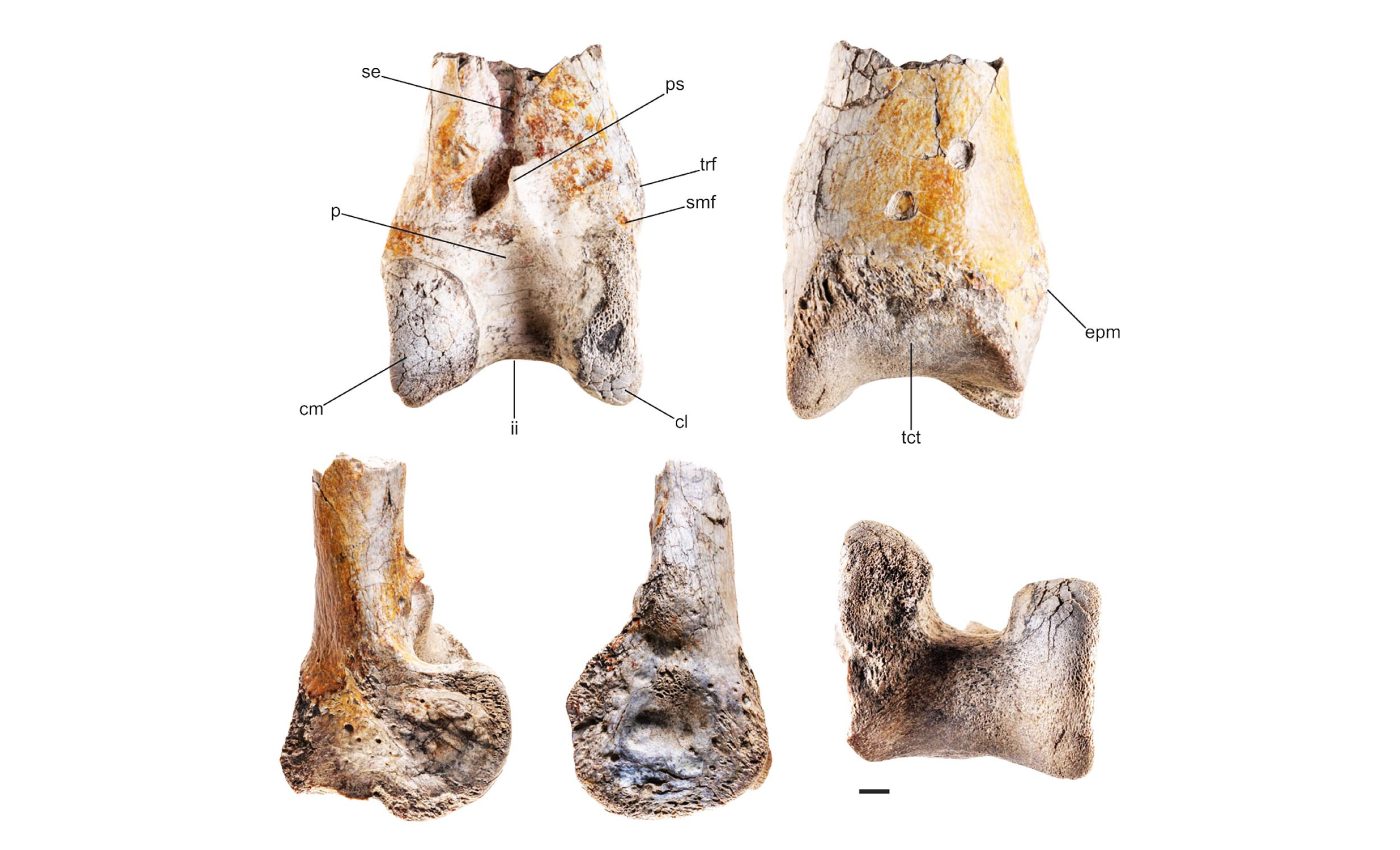 Leg bones found from a massive meat-eating 'terror bird' that lived 12 million years ago