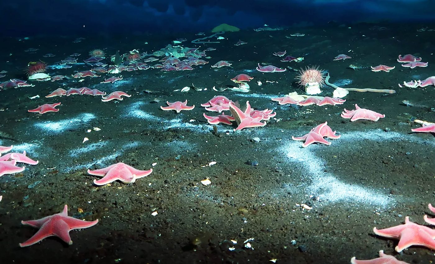 Discovery made on the Antarctic seabed has scientists very alarmed