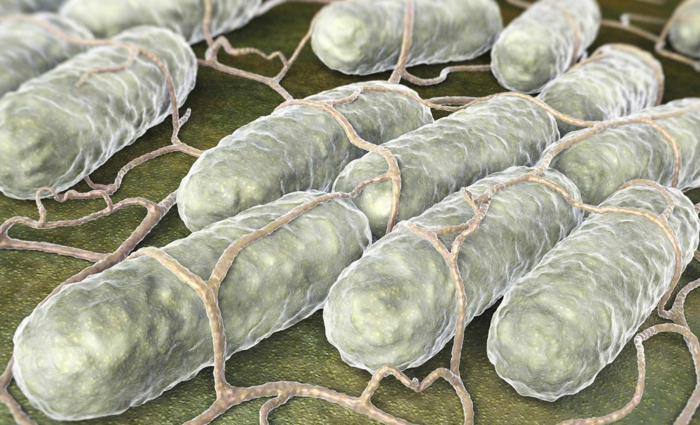 Bacteria that causes deadly fever may be spreading in a new host