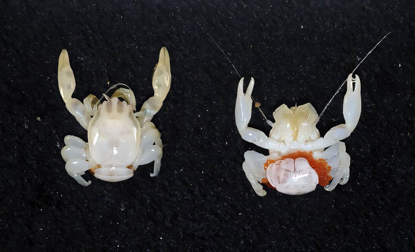Deep-sea voyage uncovers a glowing shark and a ghostly porcelain crab
