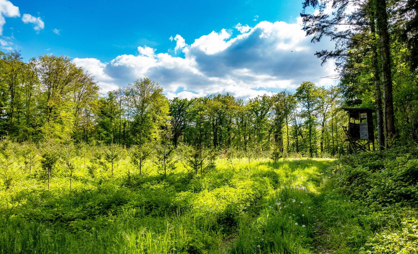 Satellites detect a strange phenomenon occurring in forests around the world