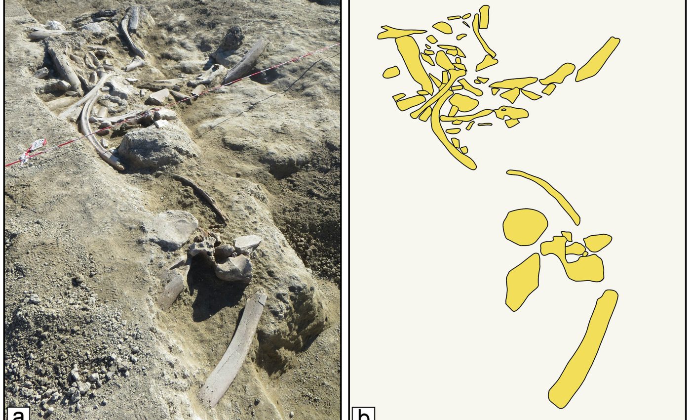 Humans butchered elephants then made large tools from their bones 400,000 years ago