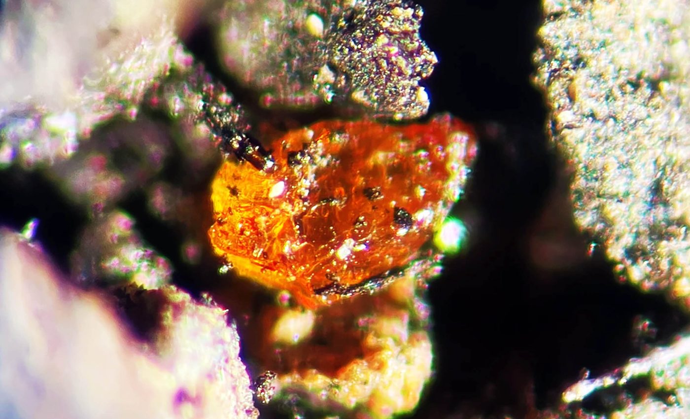 Ancient amber discovery reveals amazing truth about Antarctica