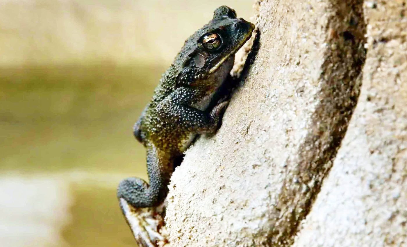 Story behind the frogs that turned black to survive Chernobyl radiation