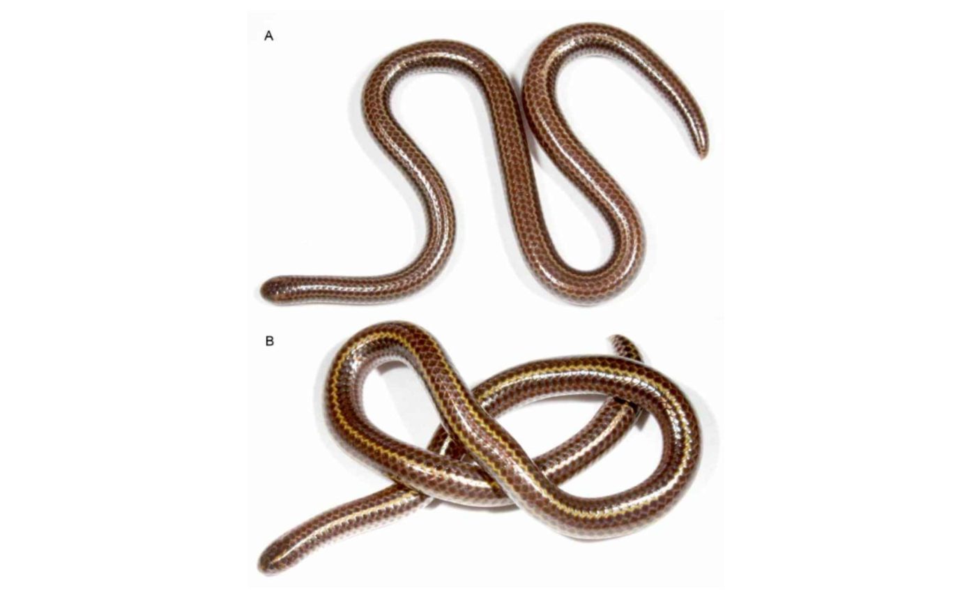 World's smallest threadsnake, thought to be extinct for 20 years, has been rediscovered