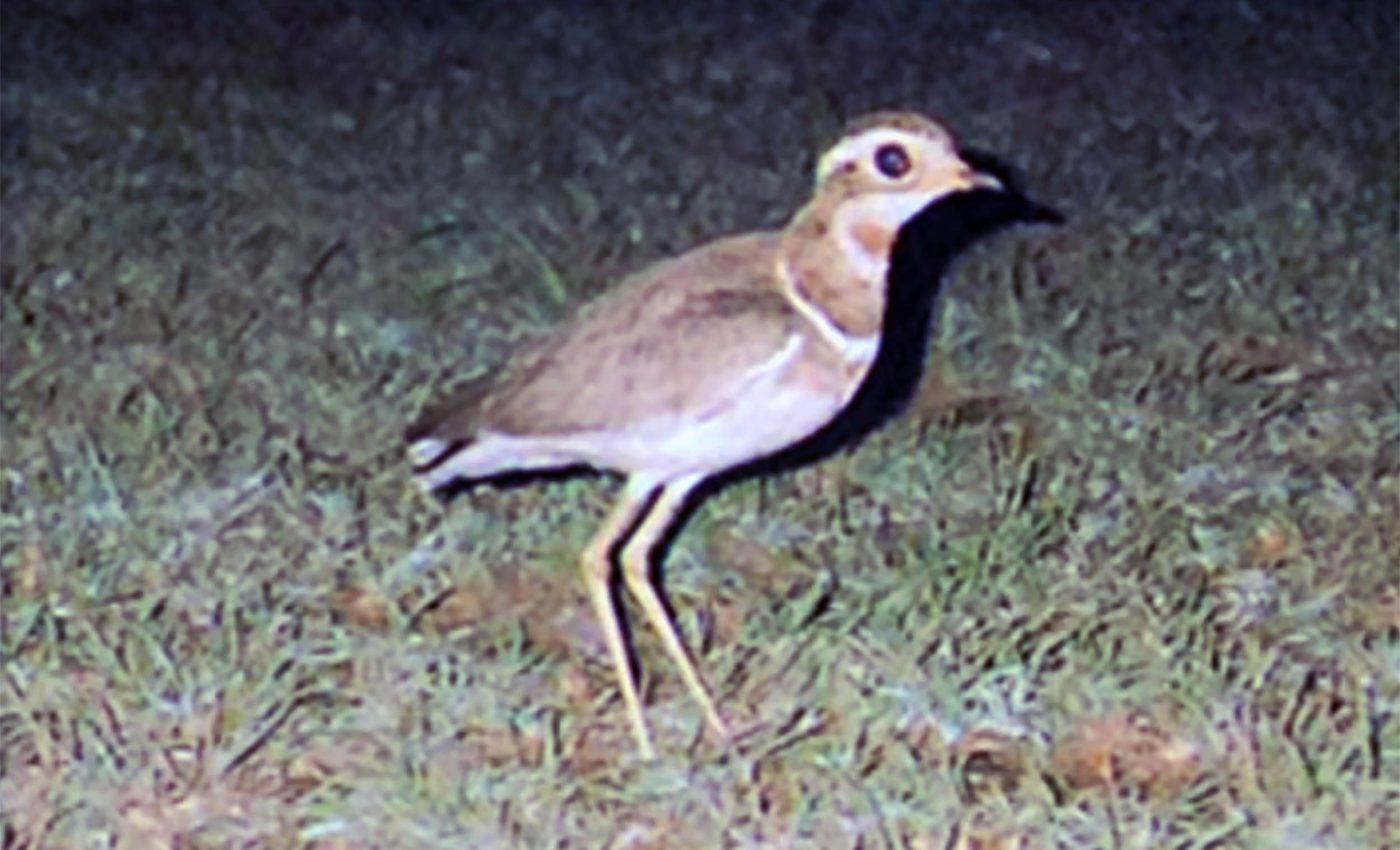 Bird not seen in 20 years is rediscovered using an audio recorder