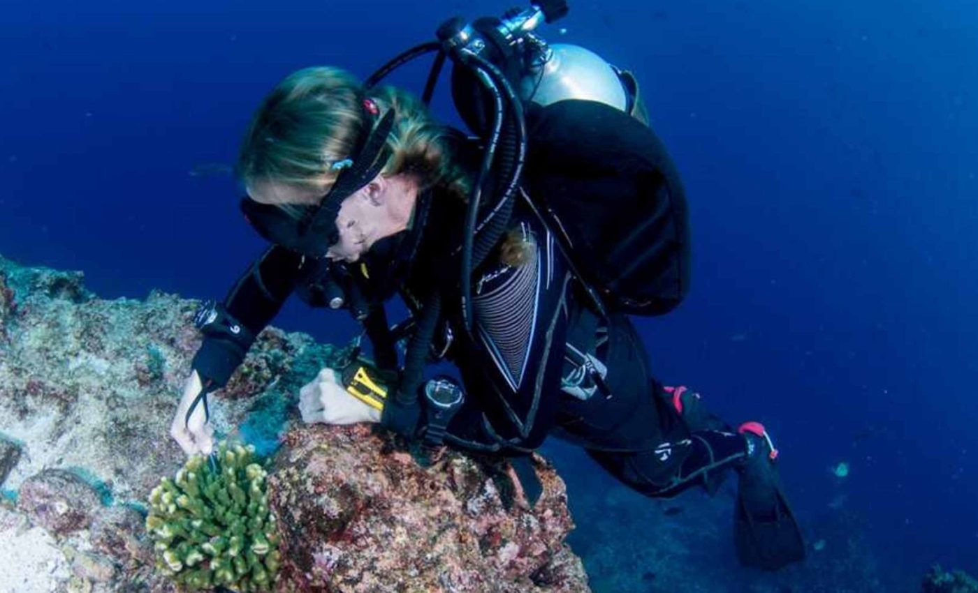 Coral species thought to be extinct for 24 years is rediscovered