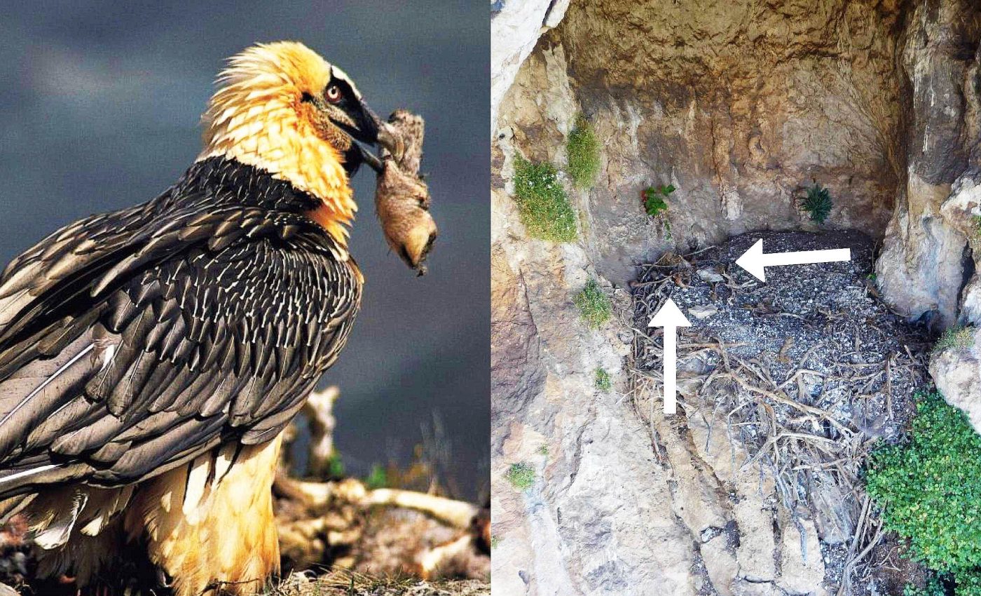 Medieval artifacts up to 750-years-old discovered in a bearded vulture's nest