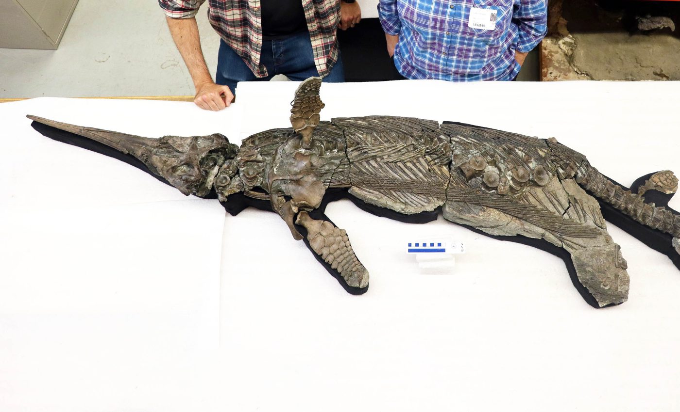 'Sword Dragon' of the Jurassic was built for speed and precision