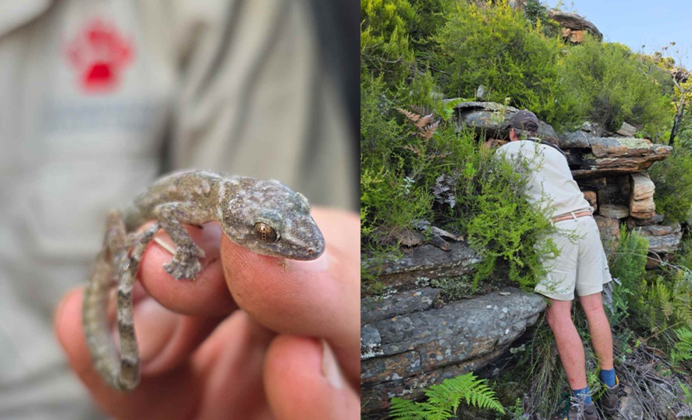 Reptile thought to be extinct for 34 years is rediscovered