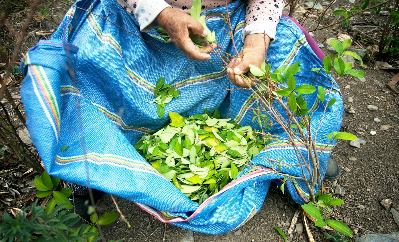 Scientists urge the WHO to decriminalize 'coca' - the leaf that make cocaine