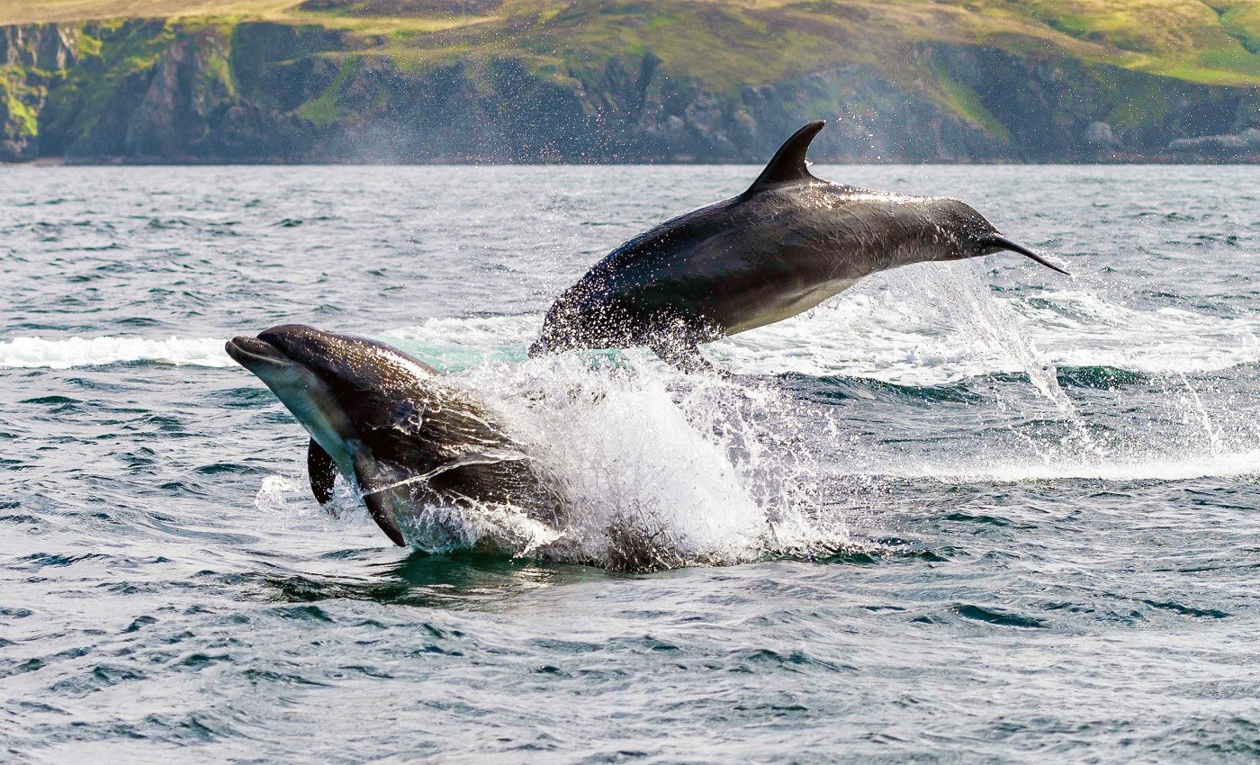 New 'bycatch' fishing restrictions aim to protect whales, dolphins, and other marine mammals
