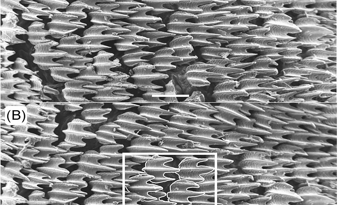 Ultra-magnified view of shark skin shows flexibility and resilience