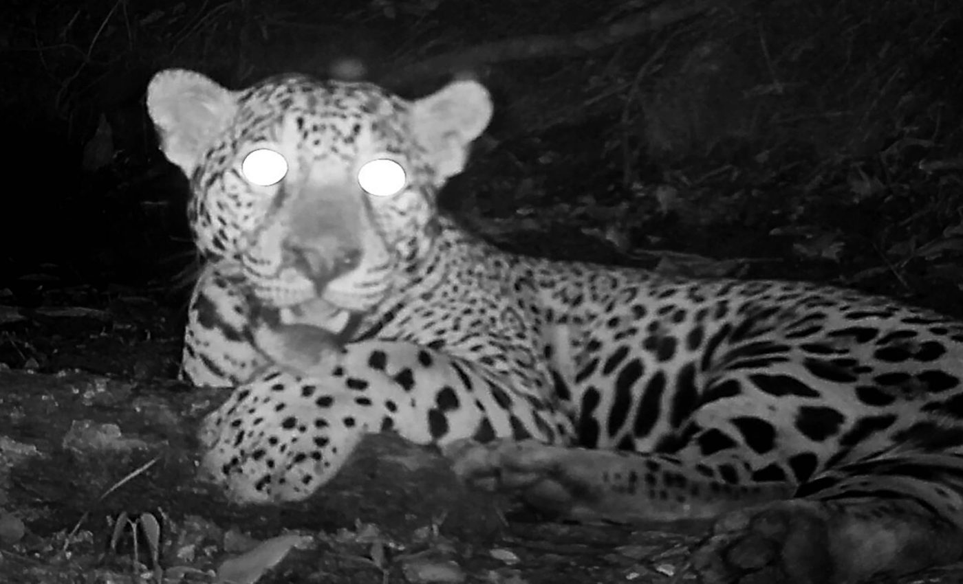 Hidden rainforest camera proves humans and wildlife can peacefully coexist
