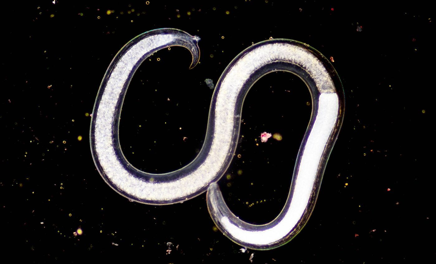 Scientists 'reanimate' a worm that was frozen in Siberian permafrost for over 46,000 years