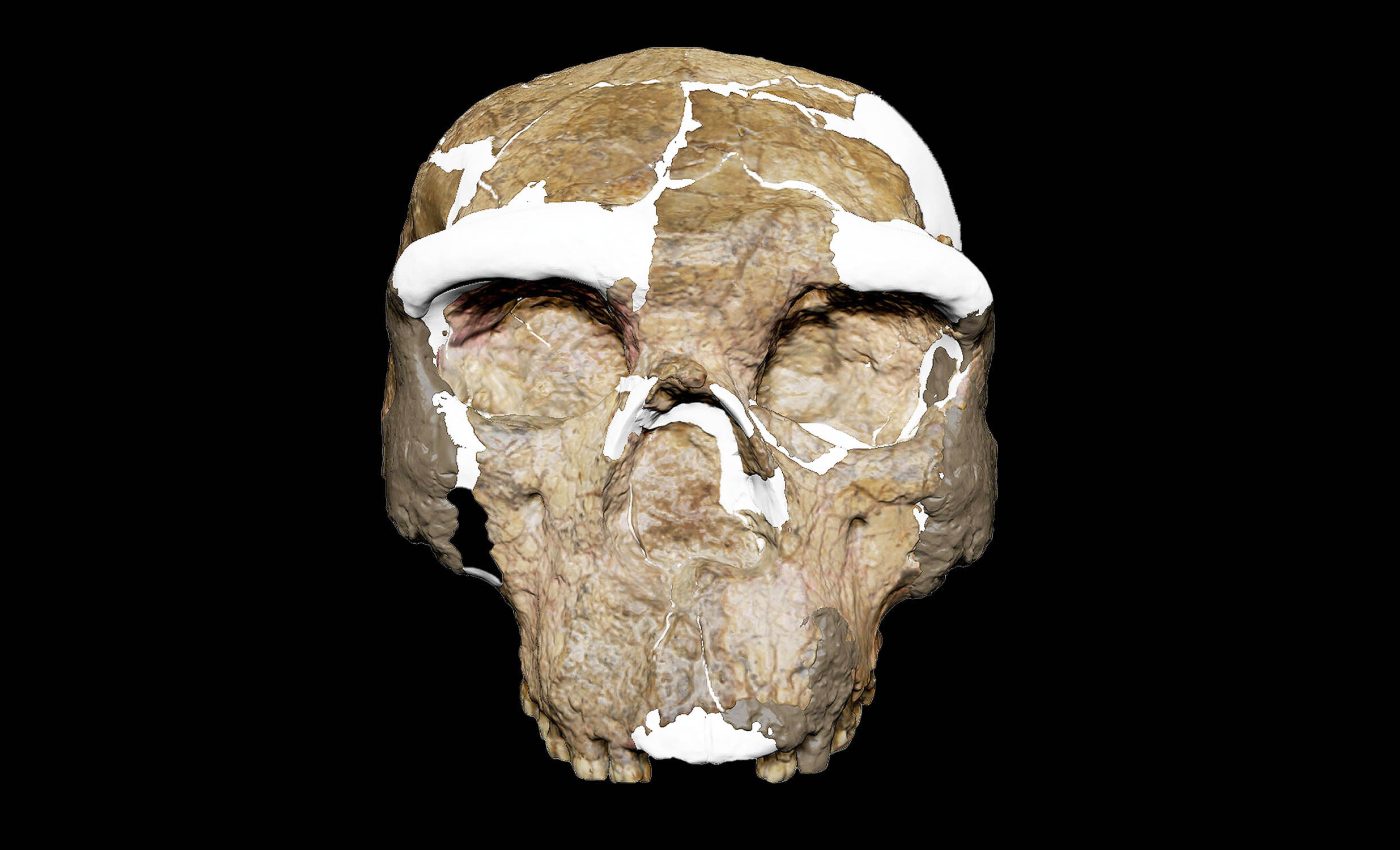 New study of a 1-million-year-old crushed skull redefines human evolution