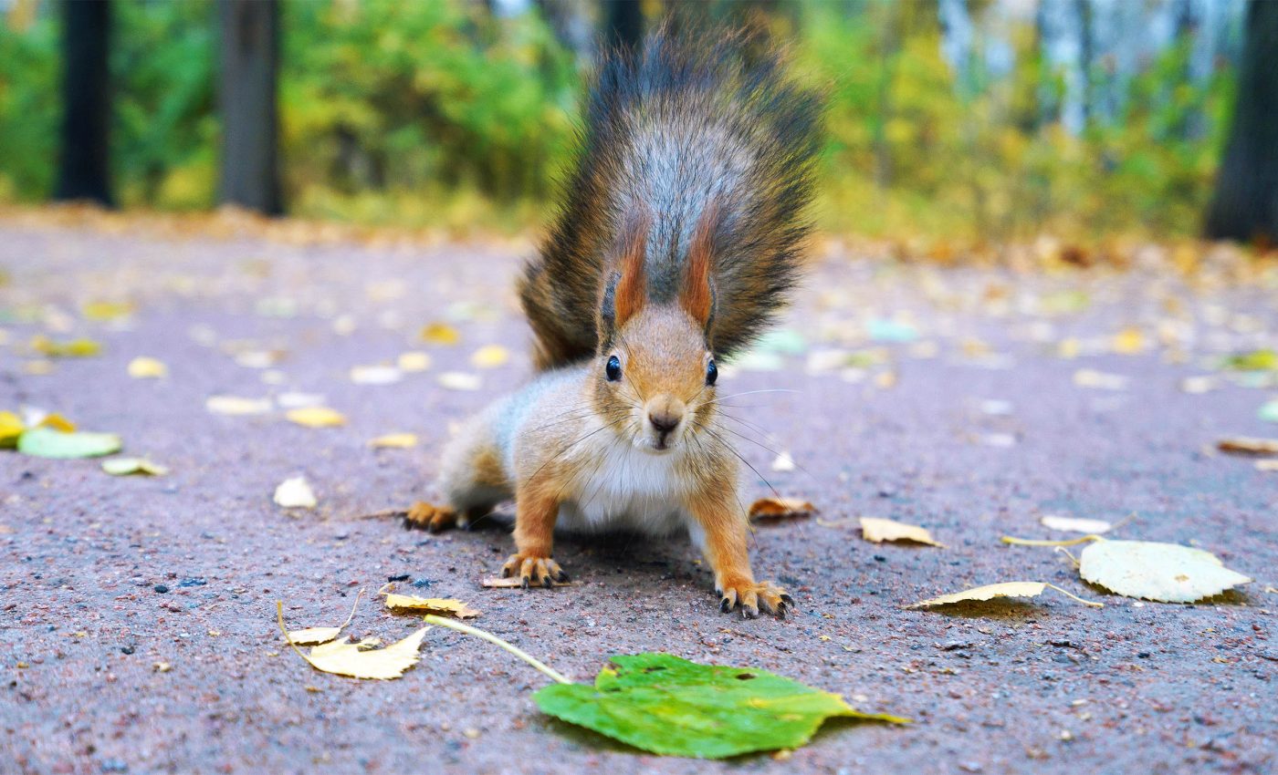 Squirrels like to hang out on roads and streets, scientists finally know why