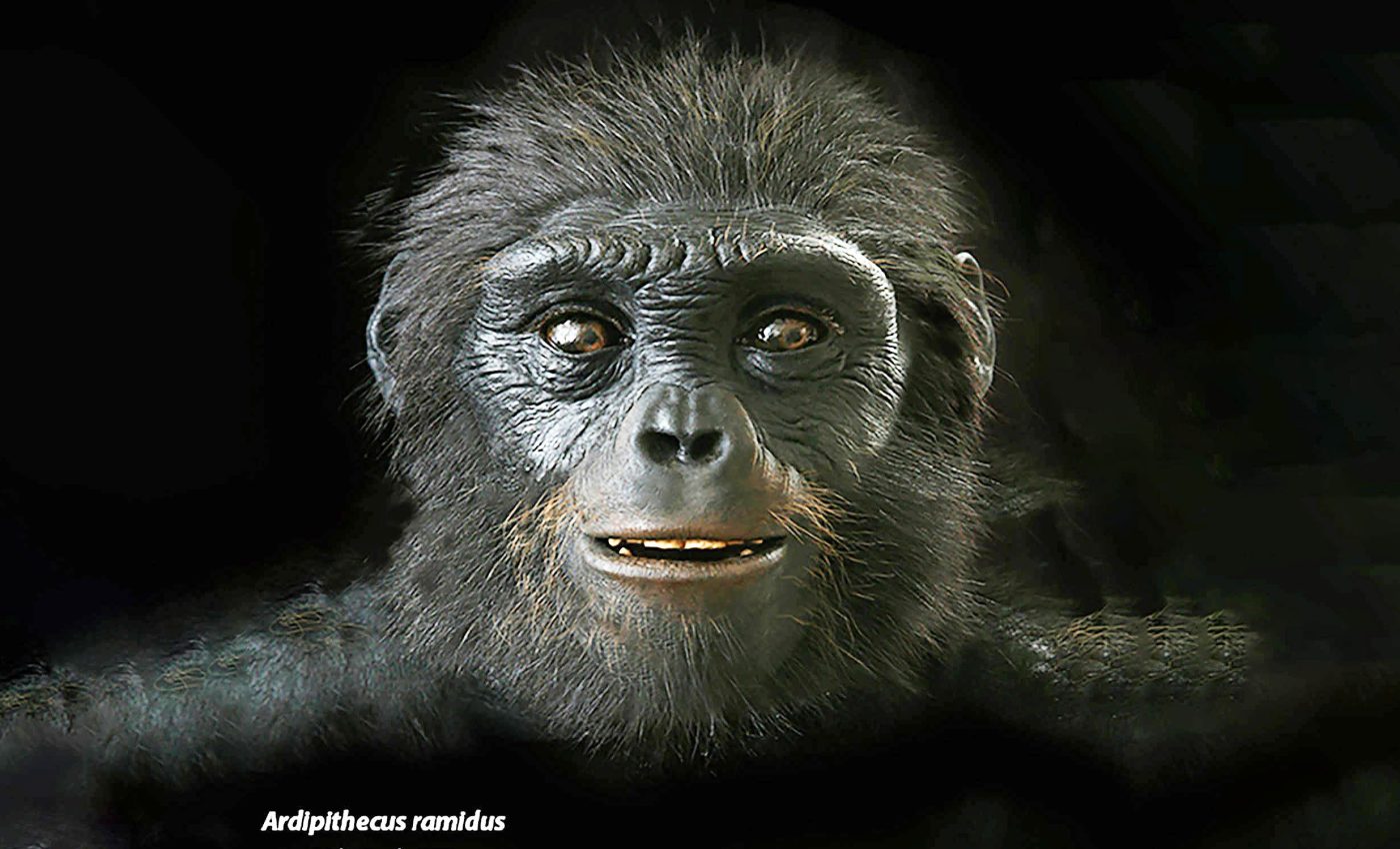 Study offers compelling new evidence that humans evolved from an African ape-like ancestor