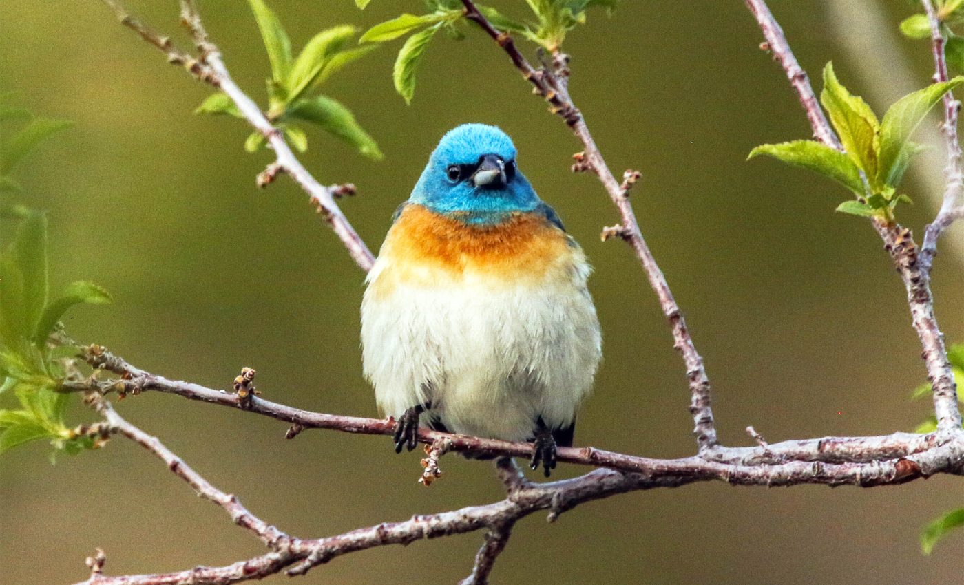 Study finds a surprising link between birds and wildfires