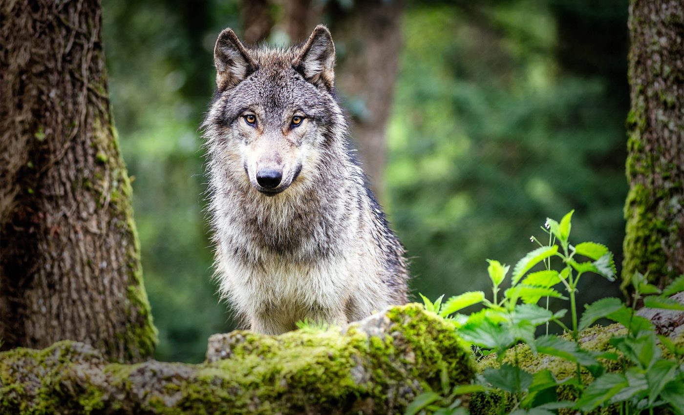 Wolves prefer the night to avoid encountering this animal