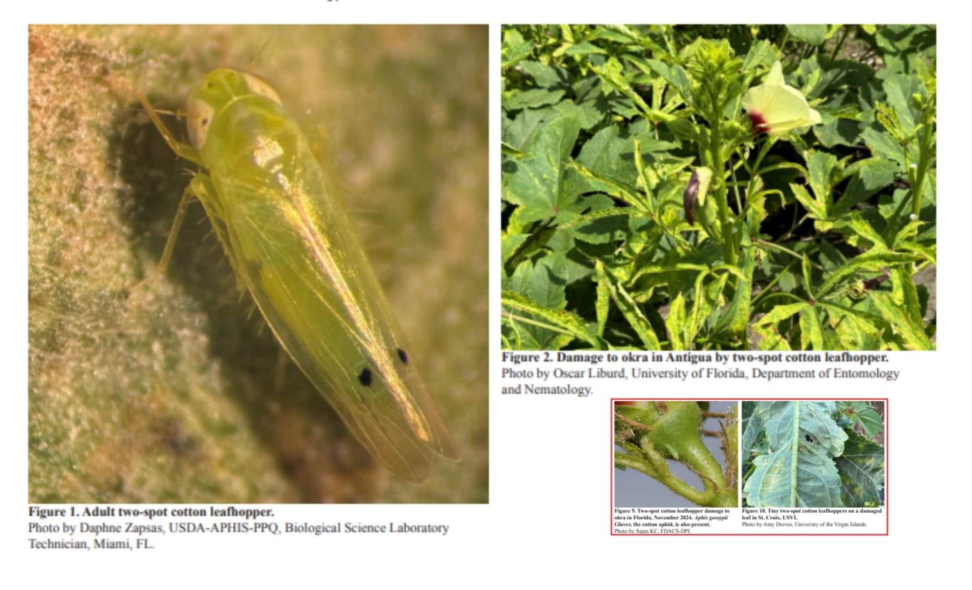 New Asian insect threatens cotton crops globally and is now in the U.S.